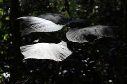 Image of Dendrocnide excelsa (Wedd.) Chew