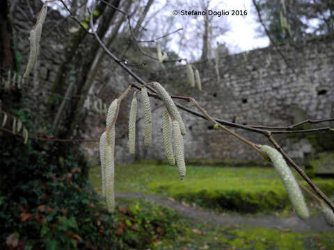 Image of Cobnut