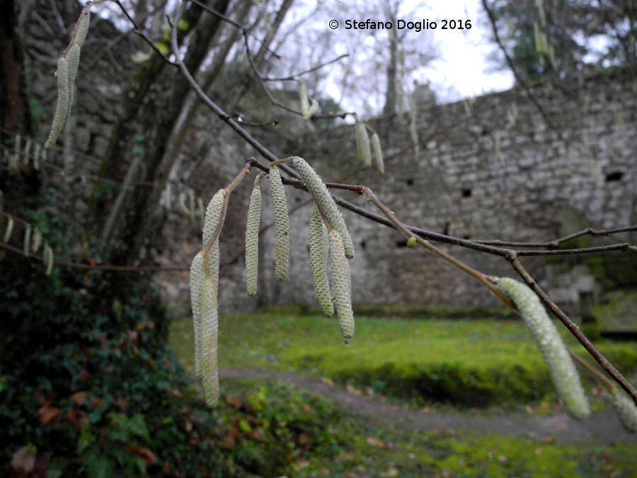 Image of Cobnut