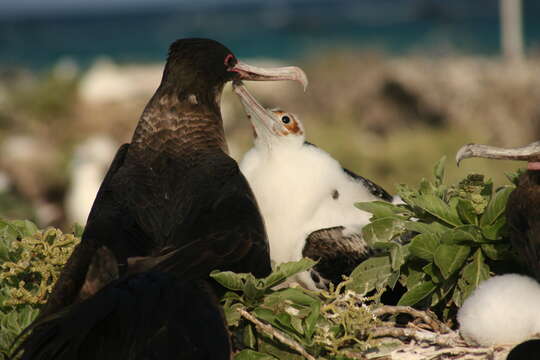 Image of Great Frigatebird