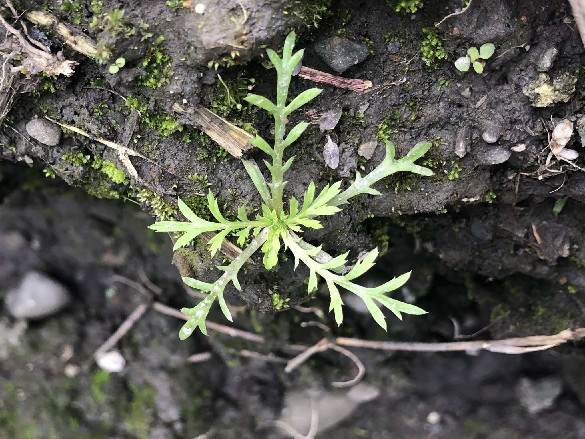 Imagem de Cotula hemisphaerica Wall. ex C. B. Cl.