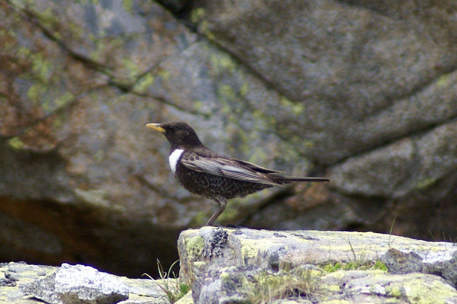 Image of Ring Ouzel