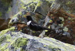 Image of Ring Ouzel