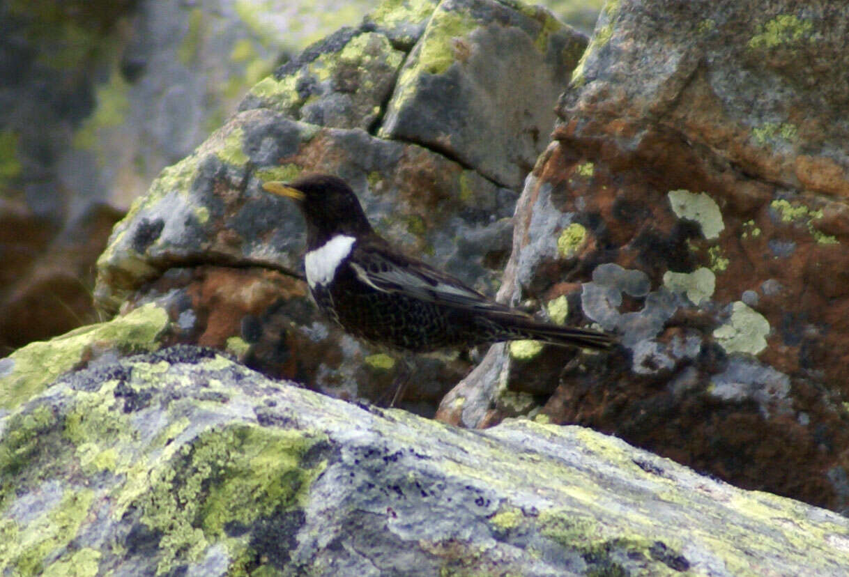 Image of Ring Ouzel