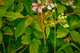 Image of Brown Hawker