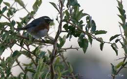 Image of Black-and-chestnut Warbling Finch