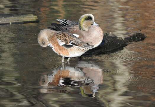 Image of American Wigeon