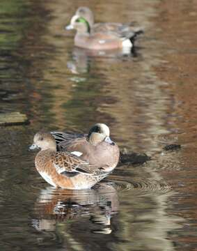 Image of American Wigeon