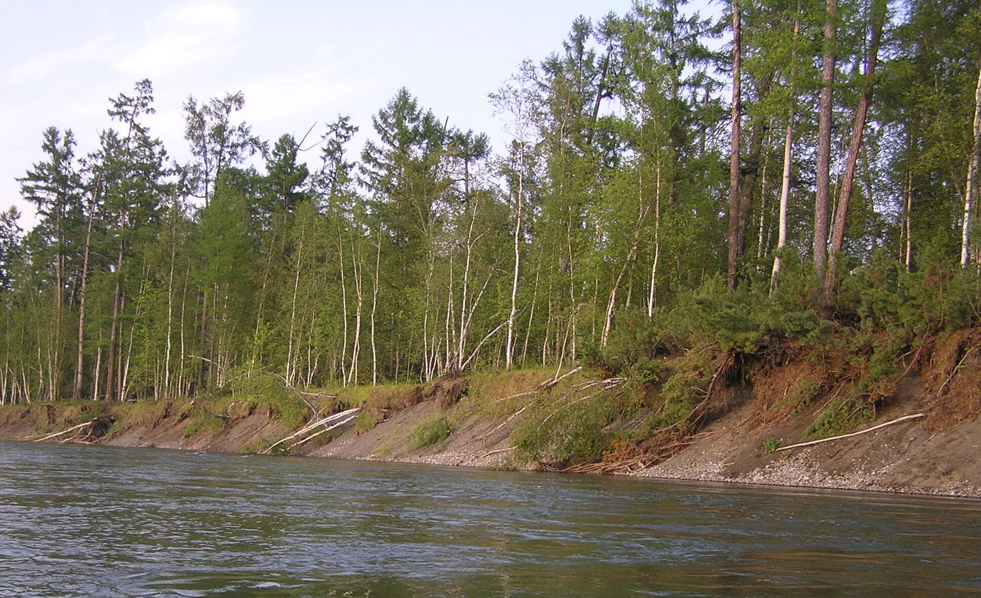 Image of Larix gmelinii var. gmelinii