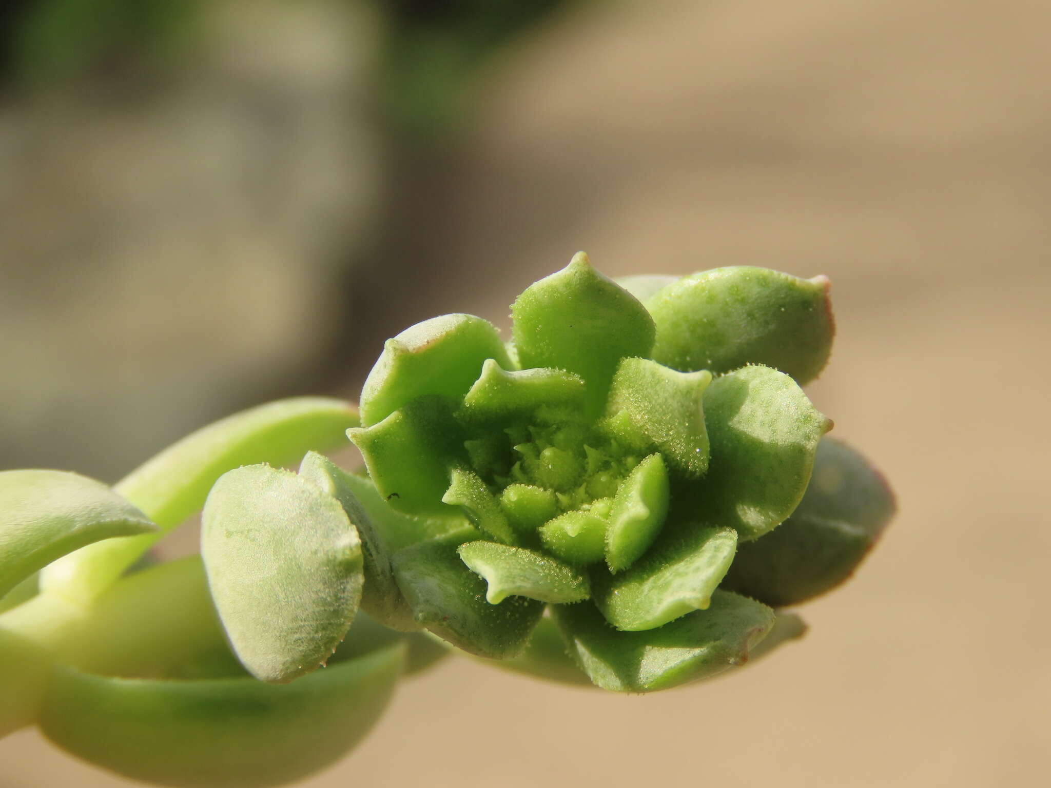 Imagem de Sedum moranii Clausen