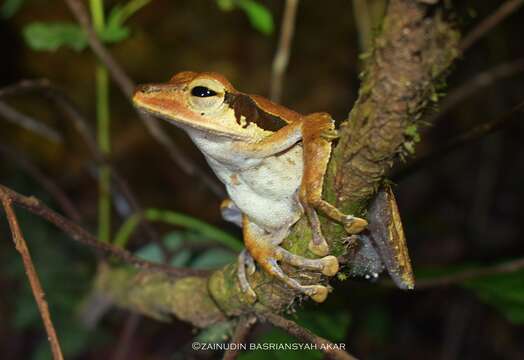 Image de Polypedates macrotis (Boulenger 1891)