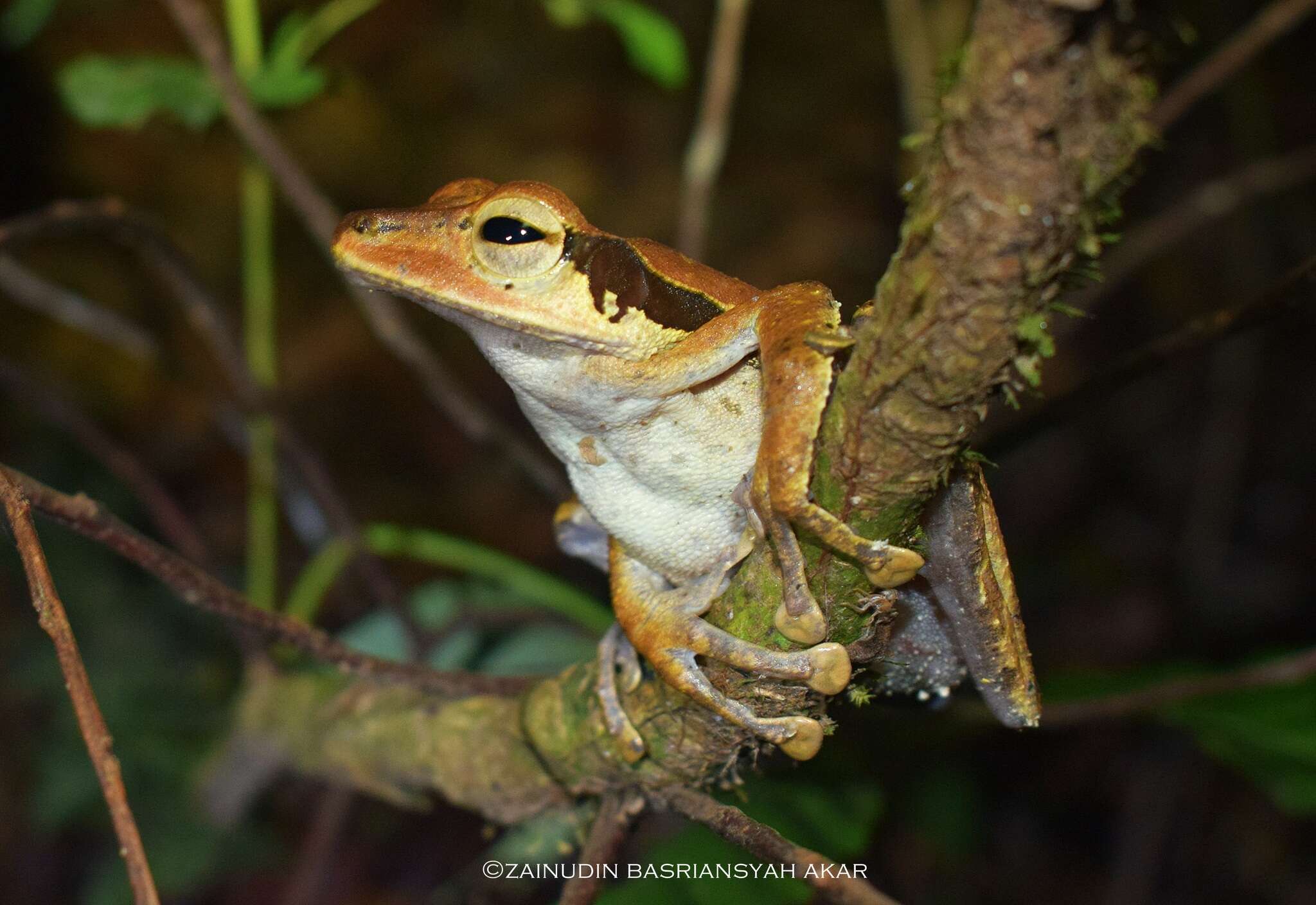 Image of Bongao tree frog