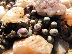 Image of Conophytum hyracis S. A. Hammer