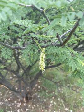 Image of Bushy three-thorn acacia