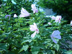 Hibiscus grandiflorus Michx.的圖片