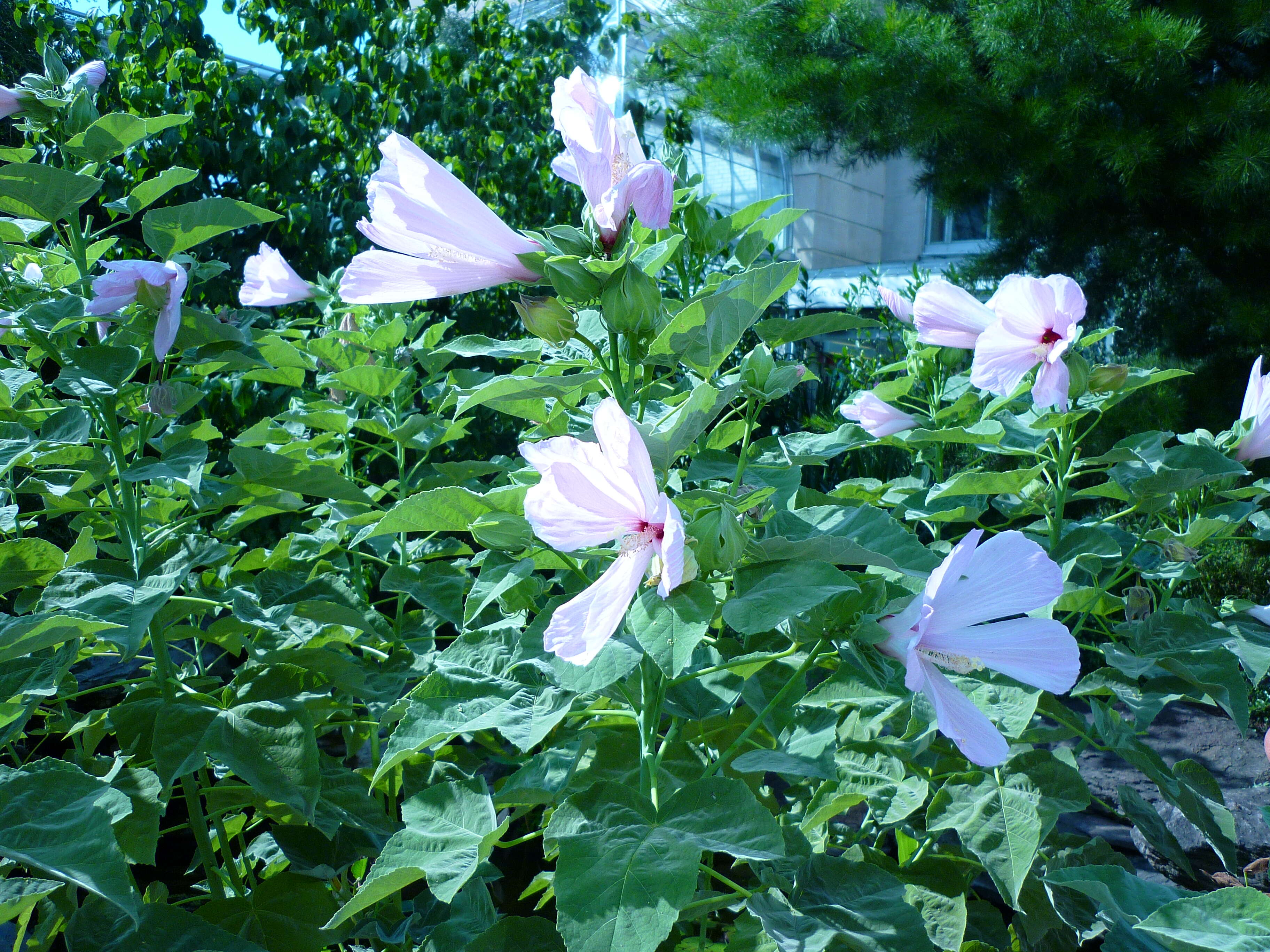 Hibiscus grandiflorus Michx.的圖片