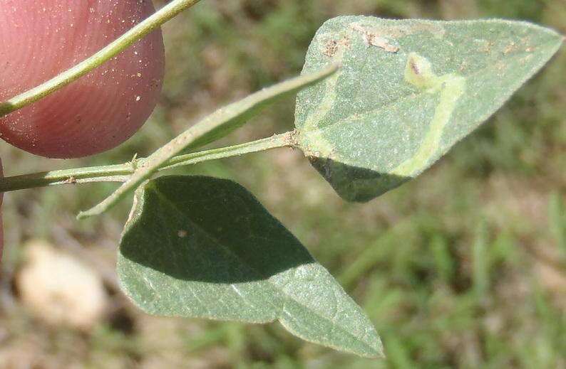 Image of Dolichos hastiformis E. Mey.