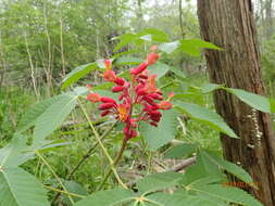 Image of <i>Aesculus <i>pavia</i></i> var. pavia