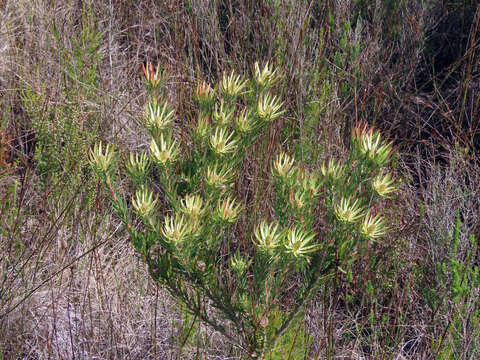 Image of Leucadendron spissifolium subsp. phillipsii (Hutch.) I. Williams