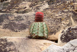 Image of Melocactus inconcinnus Buining & Brederoo