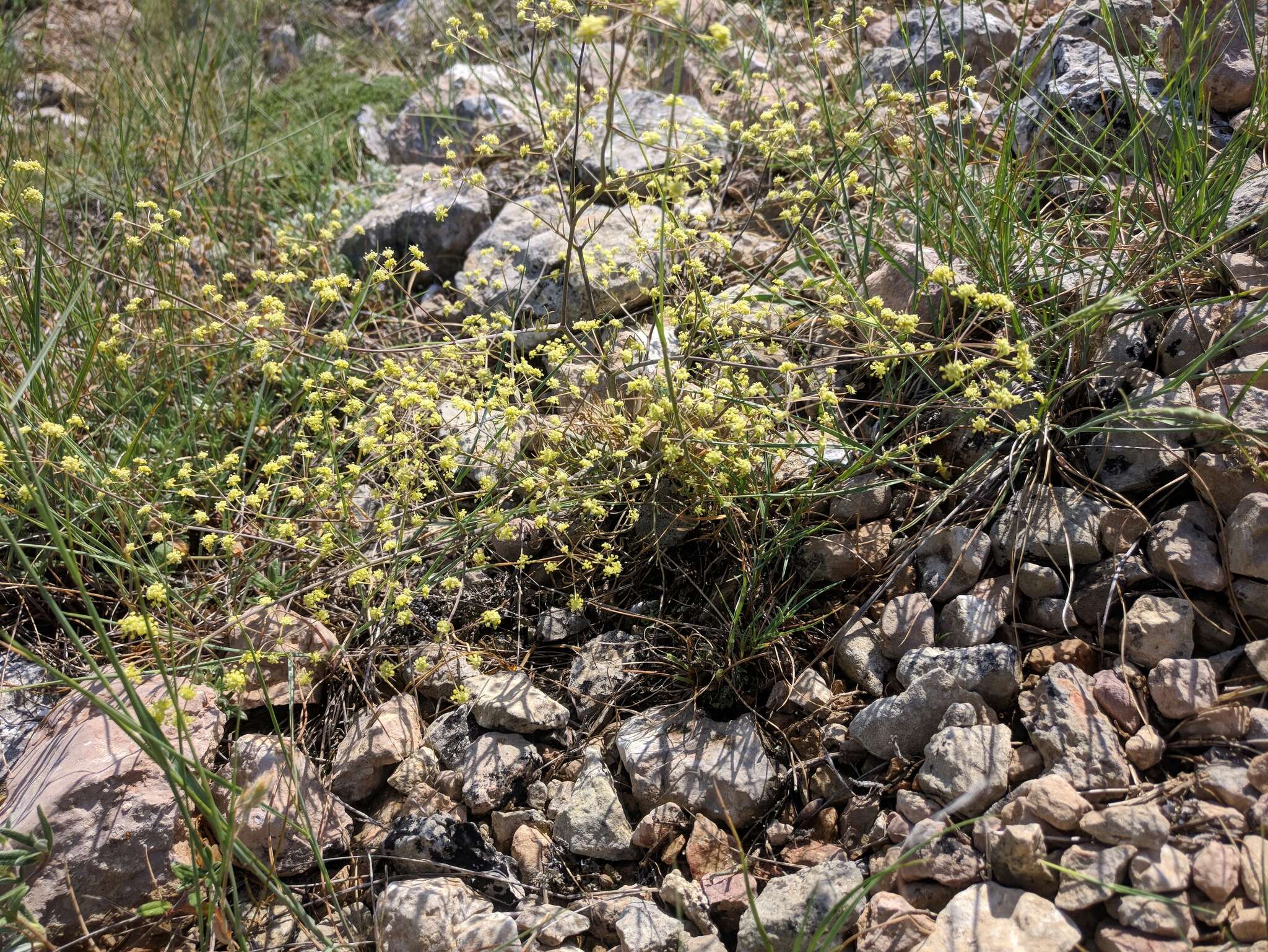 Image de Rumia crithmifolia (Willd.) Koso-Pol.