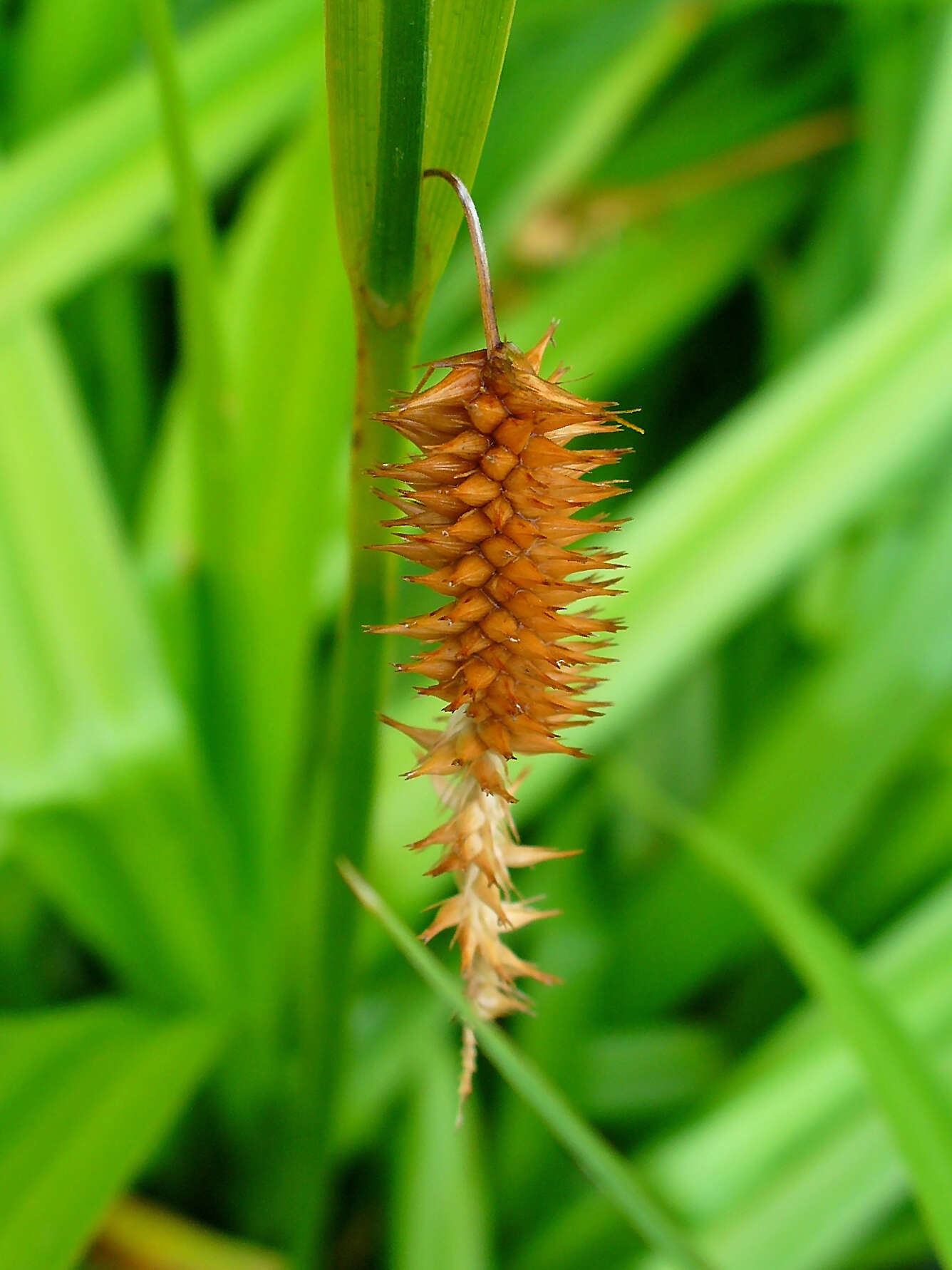 Image of Cyperus Sedge