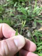 Sivun Carex laxiculmis var. laxiculmis kuva