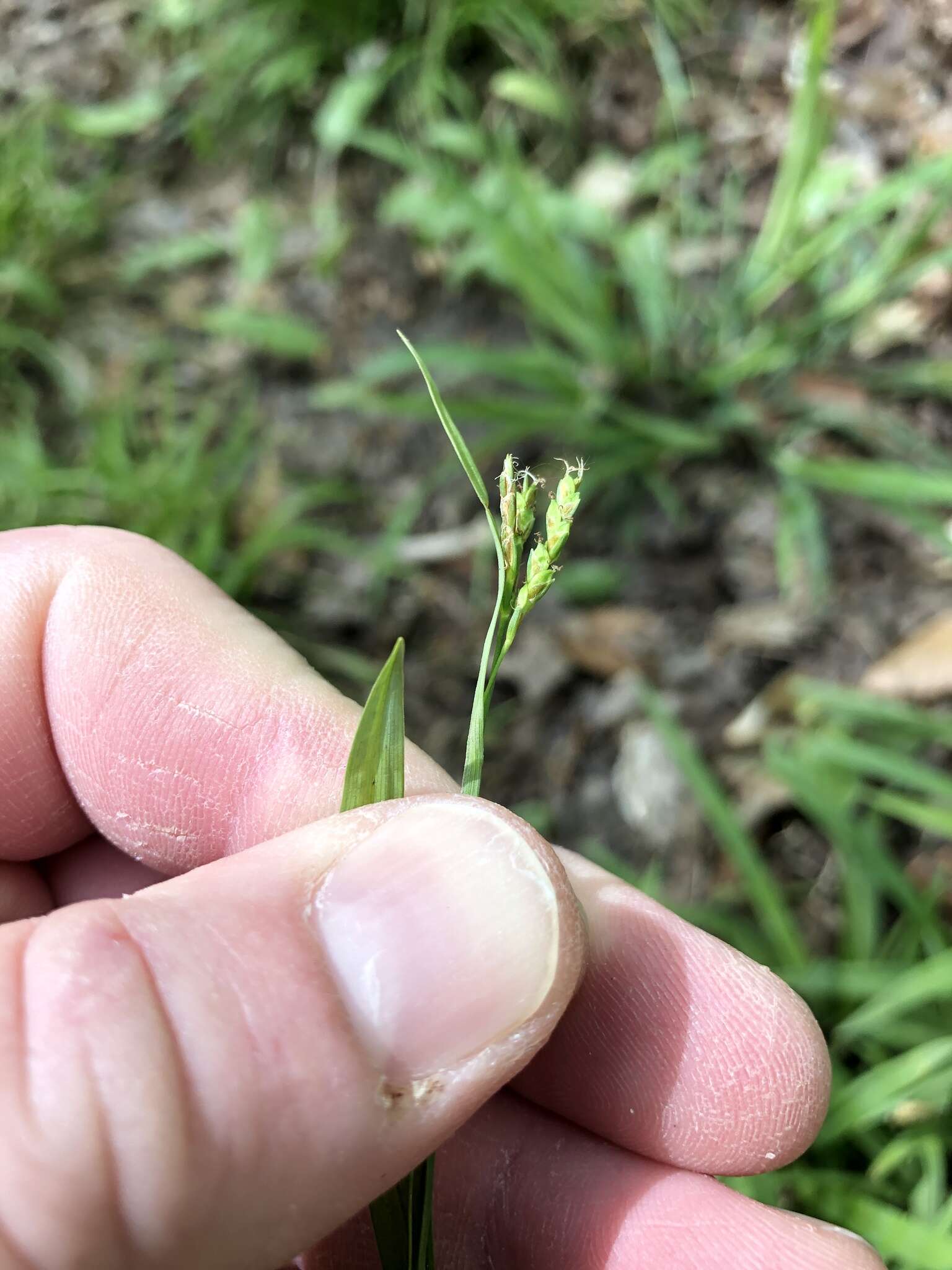 Image of spreading sedge