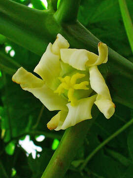 Image of papaya