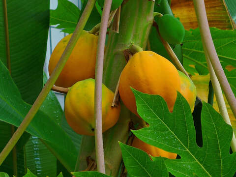 Image of papaya