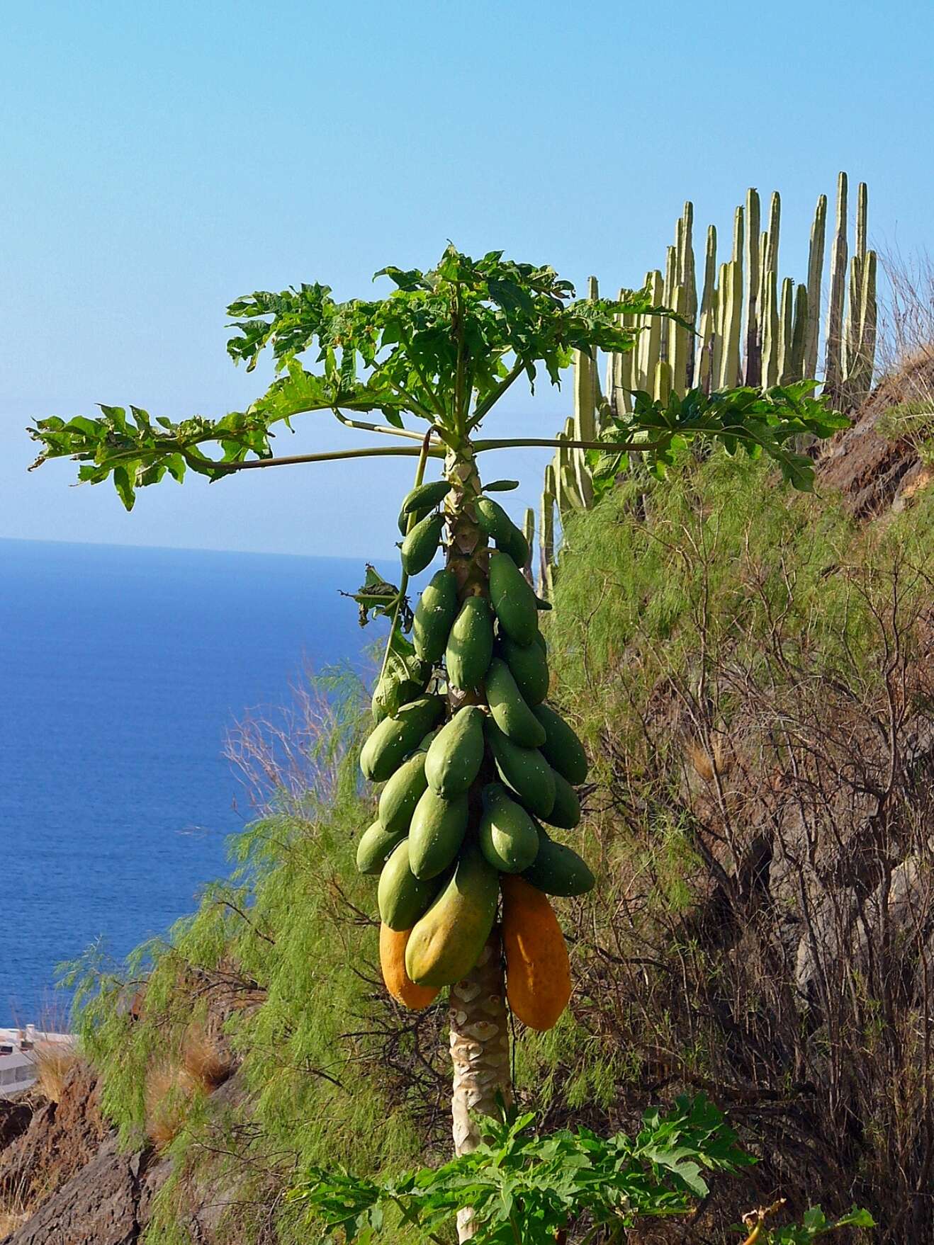 Image of papaya