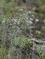 Image of Anaphalis margaritacea subsp. margaritacea