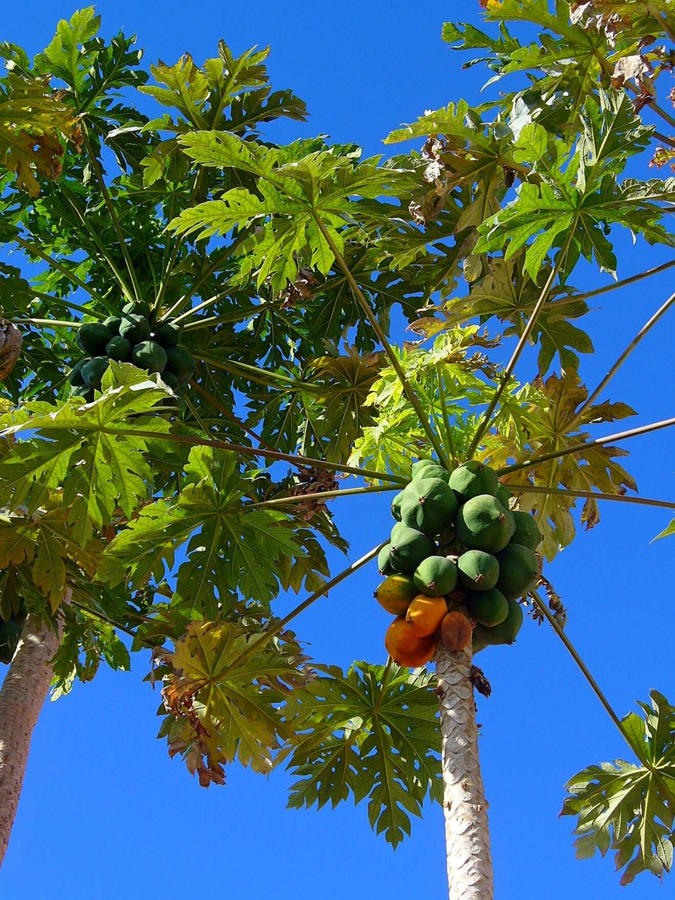 Image of papaya