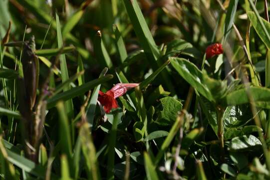 Image de Ruellia angustiflora (Nees) Lindau