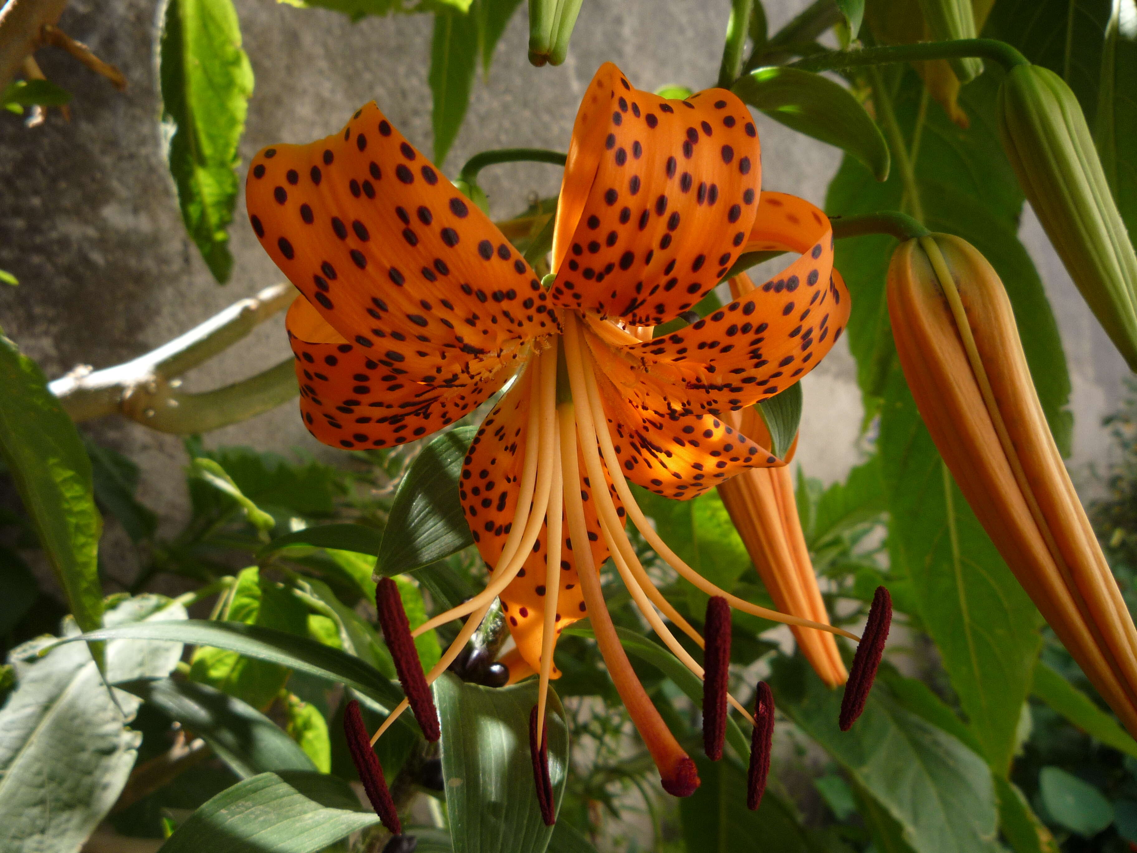 Image of Tiger lily