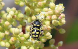 Image of Anthidiellum notatum robertsoni (Cockerell 1904)