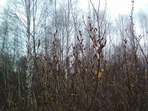 Image of Shrubby Birch