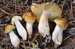 Image of Tricholoma arvernense Bon 1976