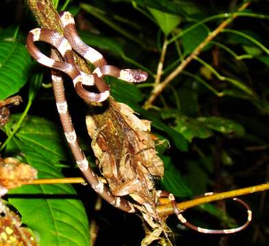 Image of Graceful Snail-eater