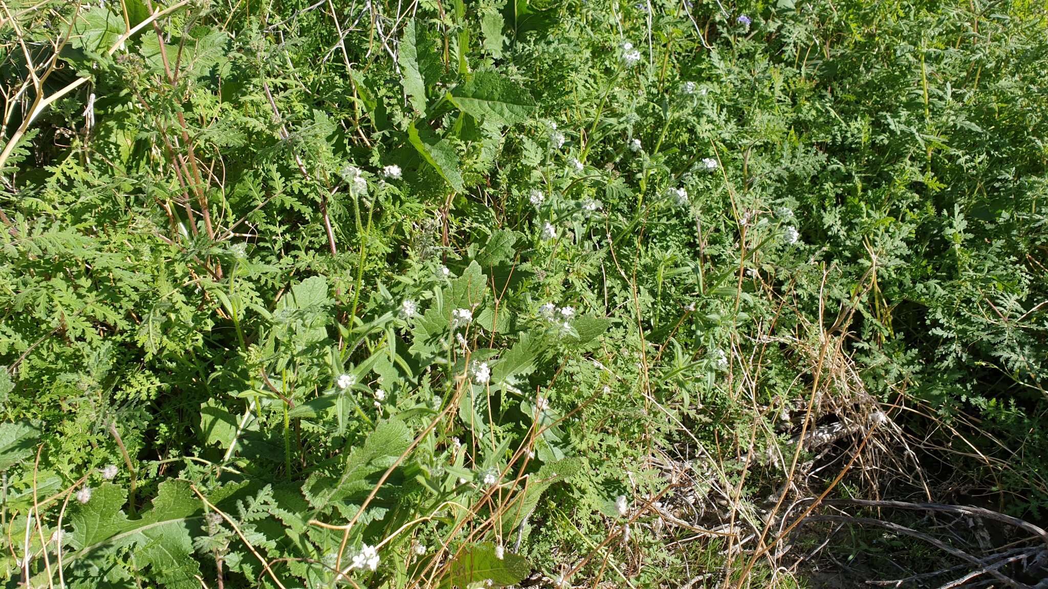 صورة Cryptantha intermedia (A. Gray) Greene