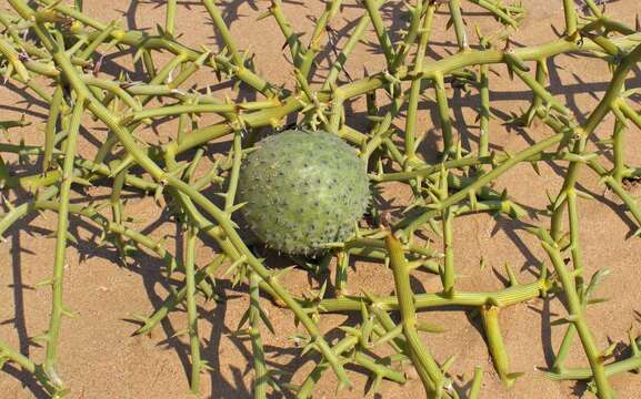 Imagem de Acanthosicyos horridus Welw.