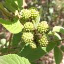 Image of Rubus brasiliensis Mart.