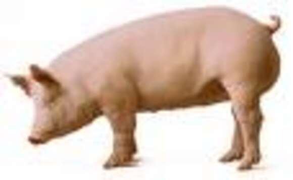 Image of Sus scrofa domesticus