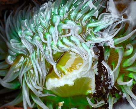 Image of giant green anemone