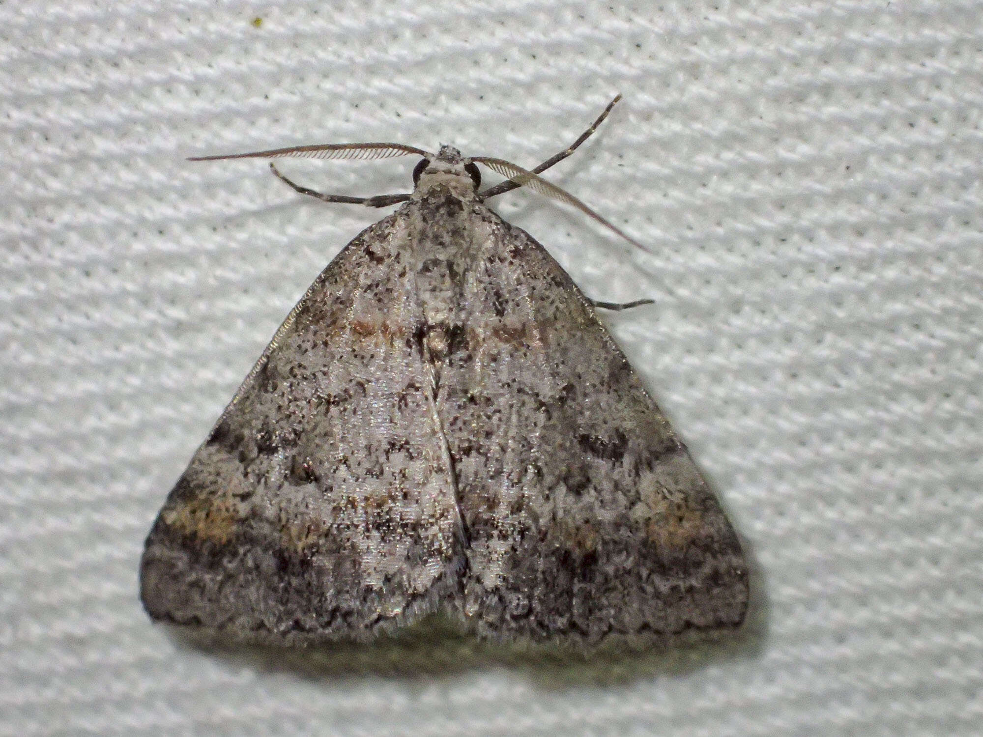 Image of Dichromodes obtusata Walker 1861