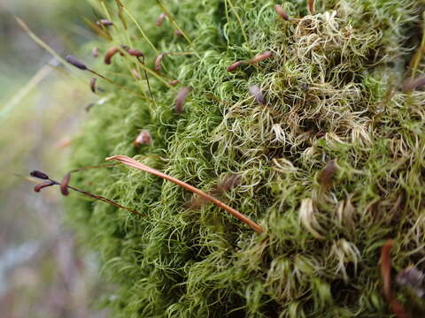 Image of dicranum moss