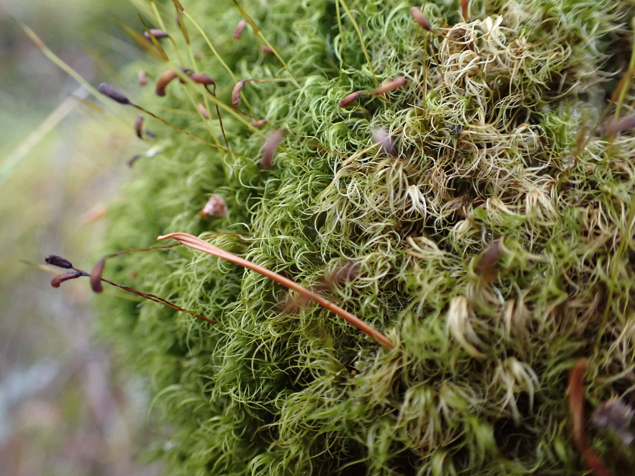 Image of dicranum moss