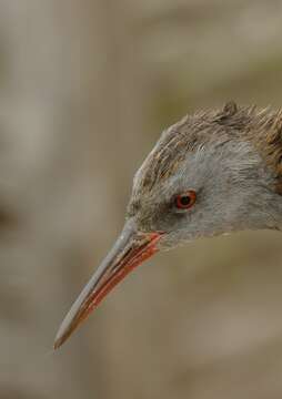 Image of Rallus aquaticus aquaticus Linnaeus 1758