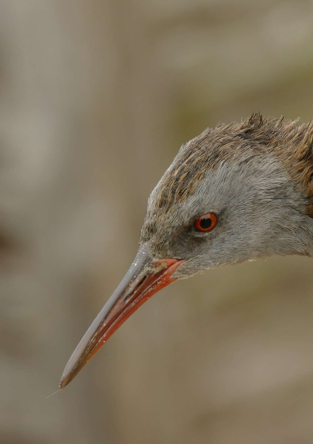 Image of Rallus aquaticus aquaticus Linnaeus 1758