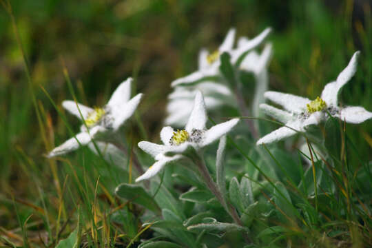 Image of edelweiss